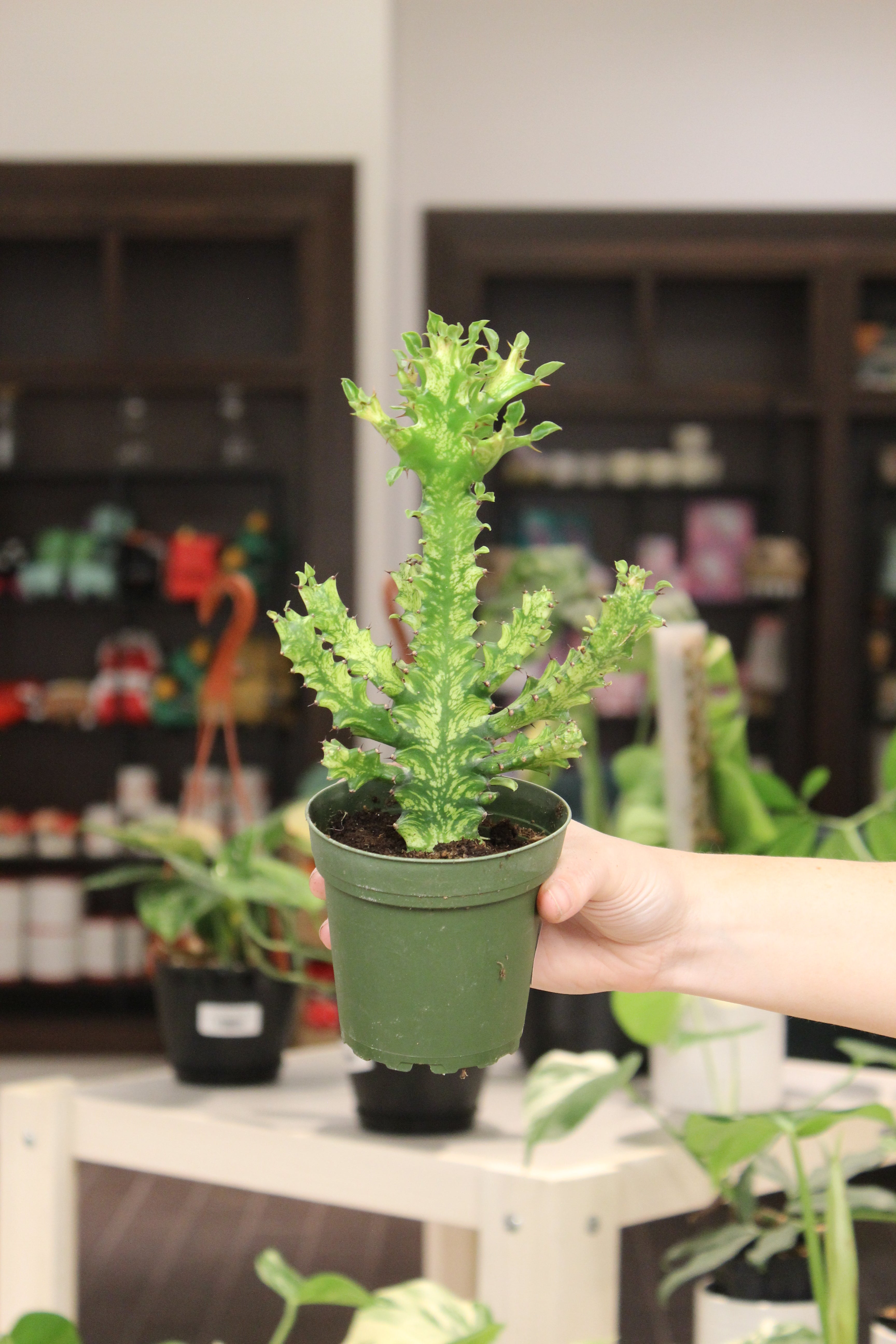 Euphorbia &