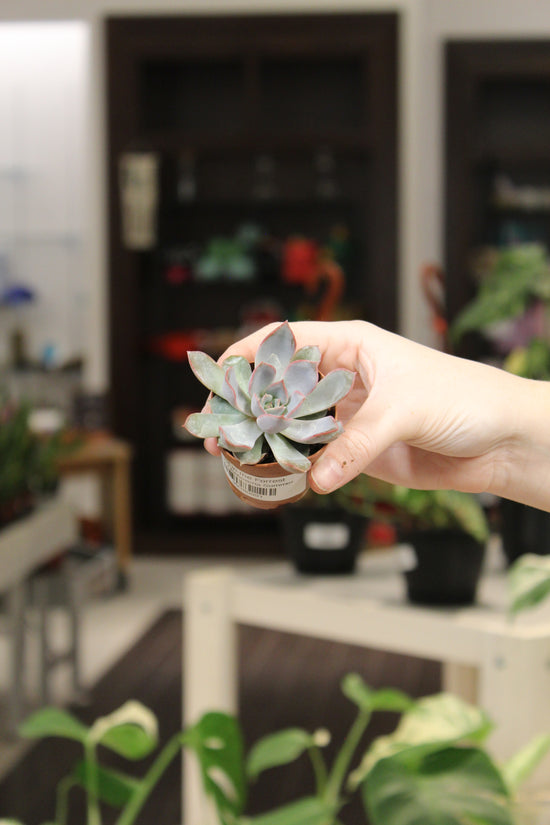 Echeveria Summer