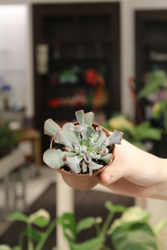 Echeveria Pink Trumpet