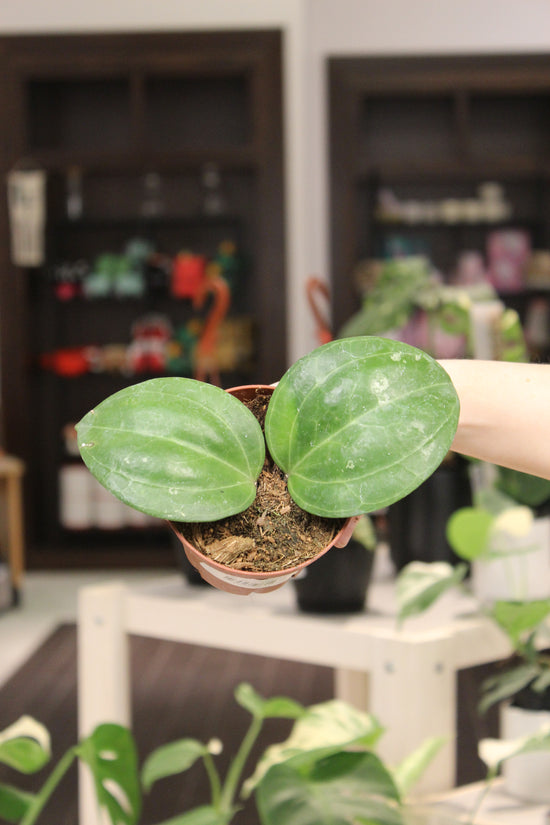 Hoya Sarawak