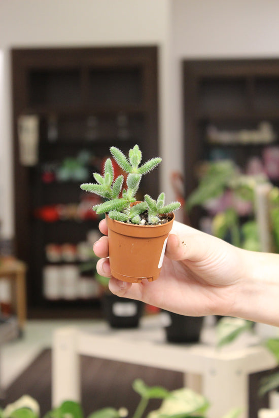 Delosperma Pickle Plant