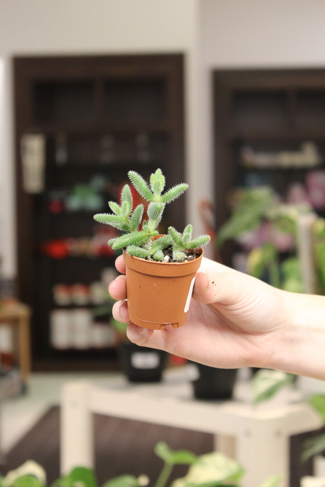 Delosperma Pickle Plant