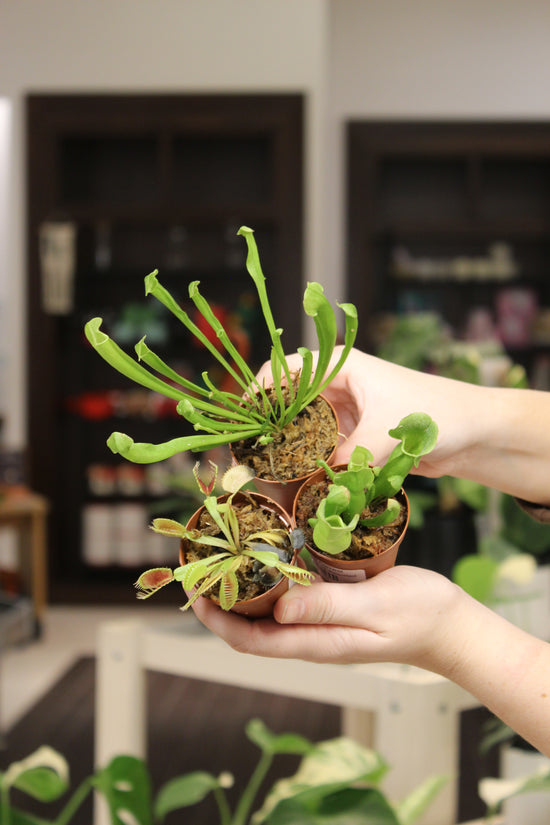 Carnivorous Assorted