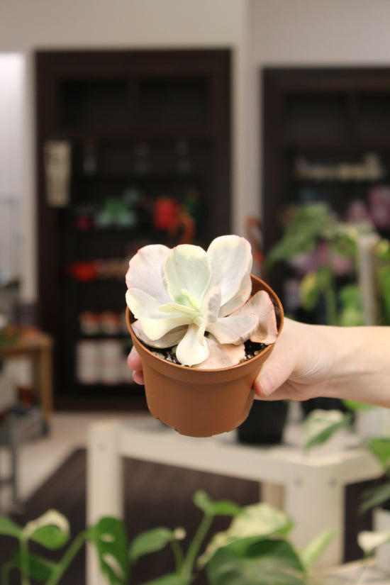 Echeveria Chantilly Variegated