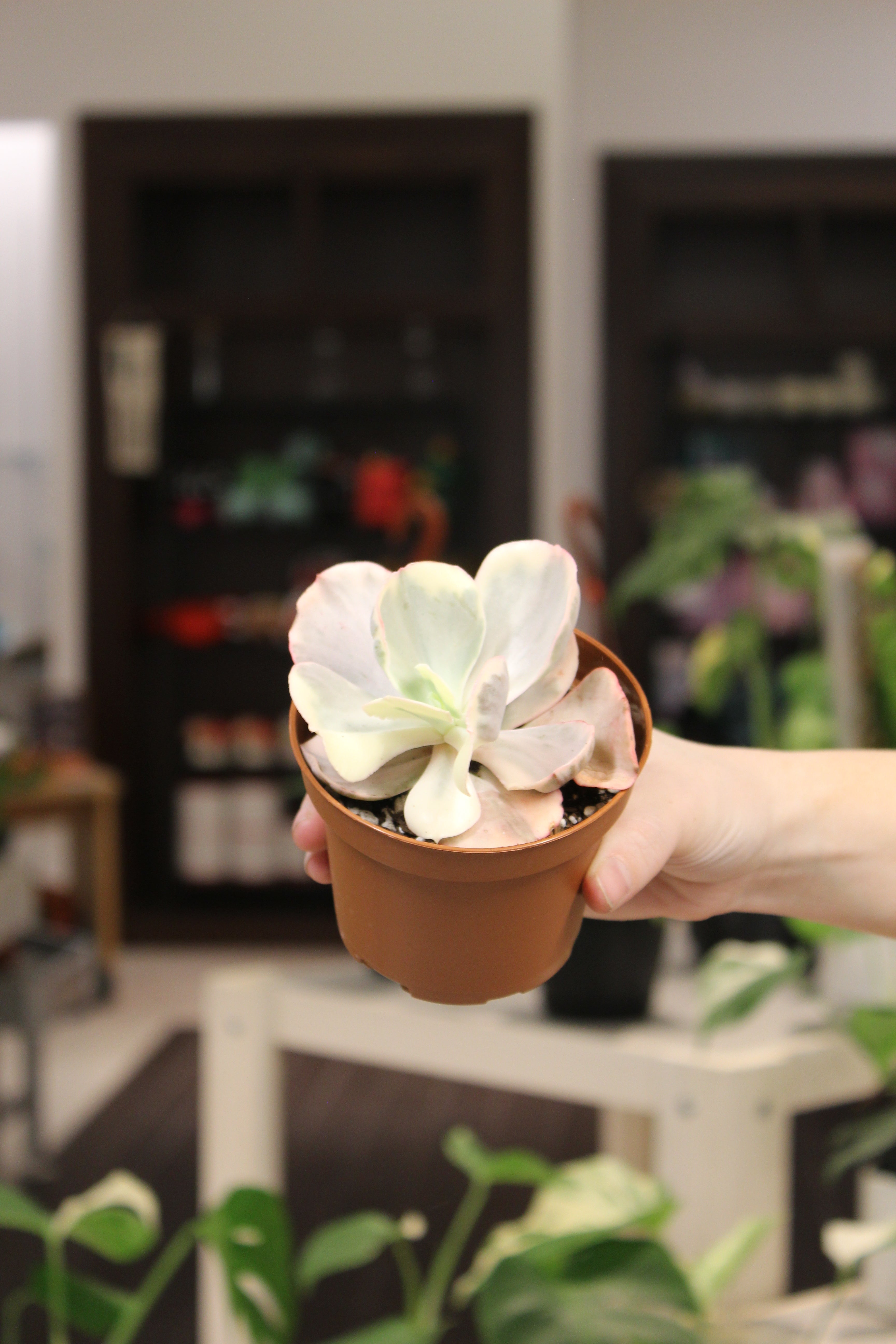 Echeveria Chantilly Variegated