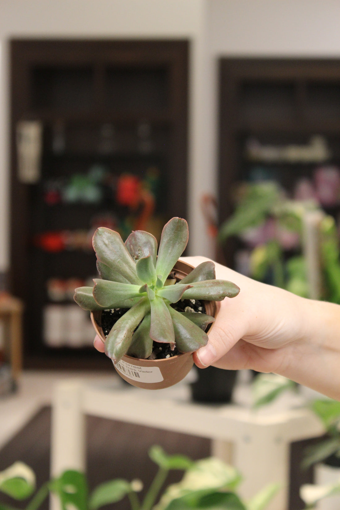 Echeveria Dark Vader