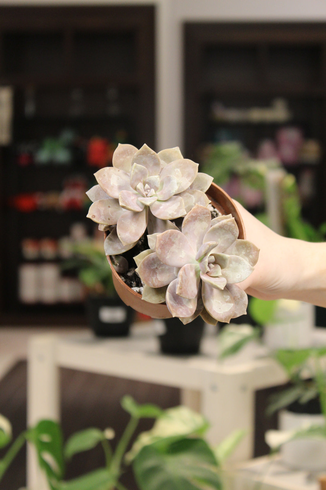 Pentandrum Succulent