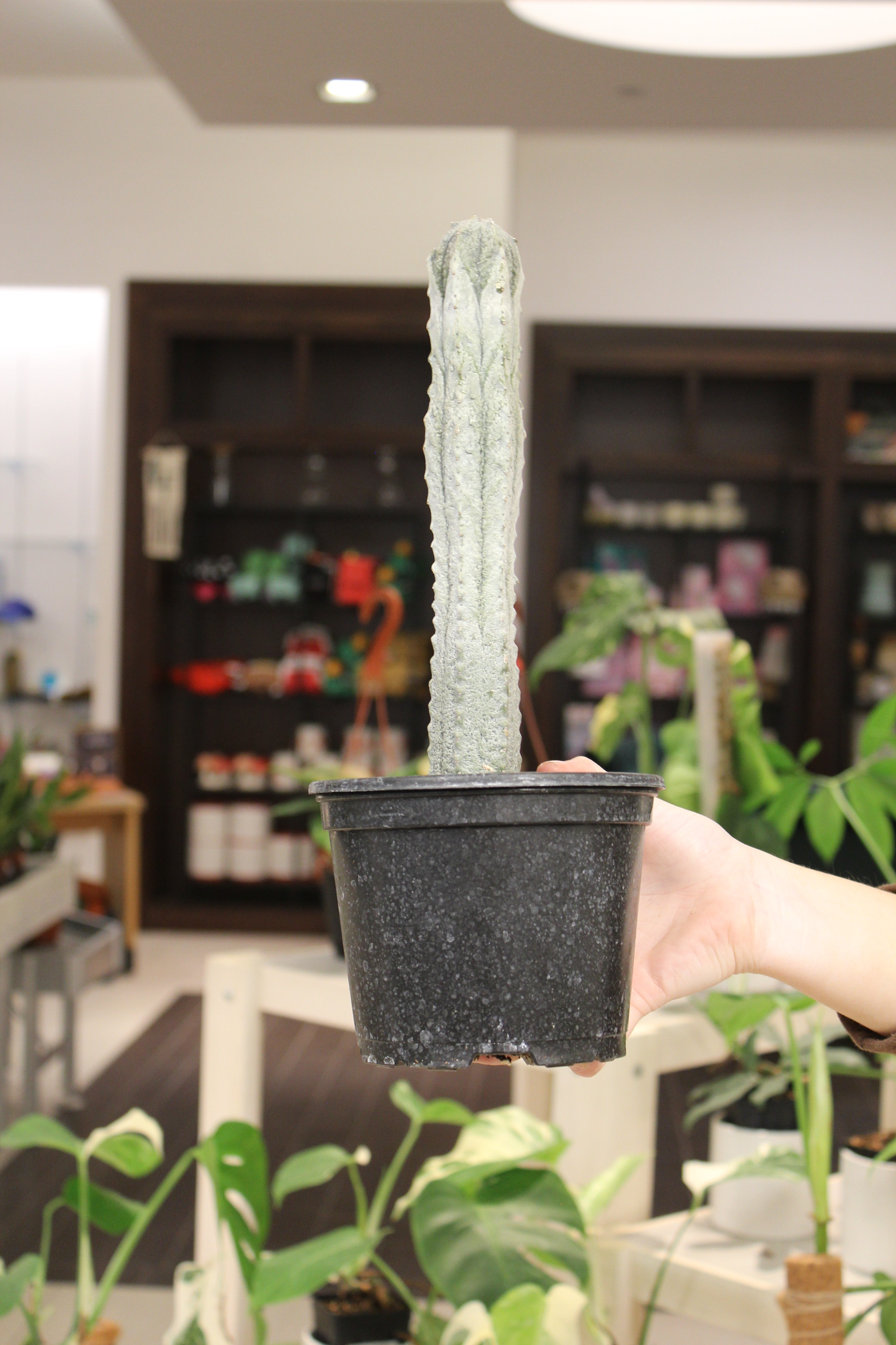 Euphorbia Abdelkuri