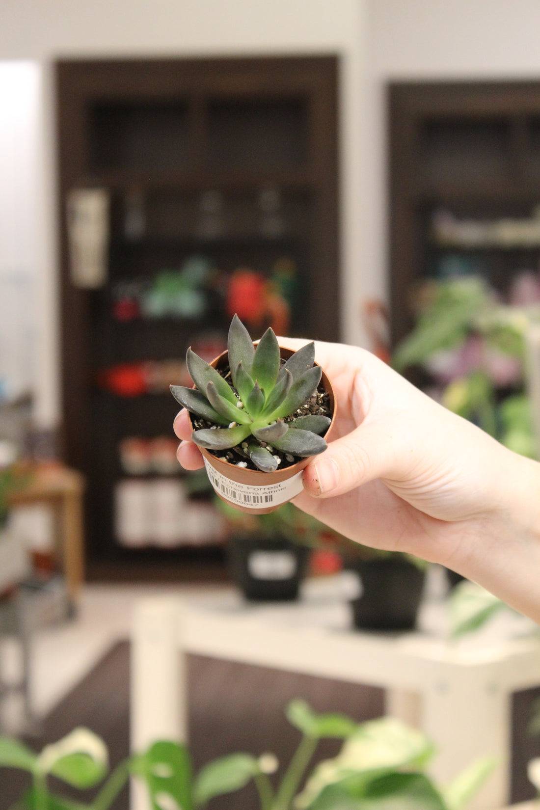 Echeveria Affinis