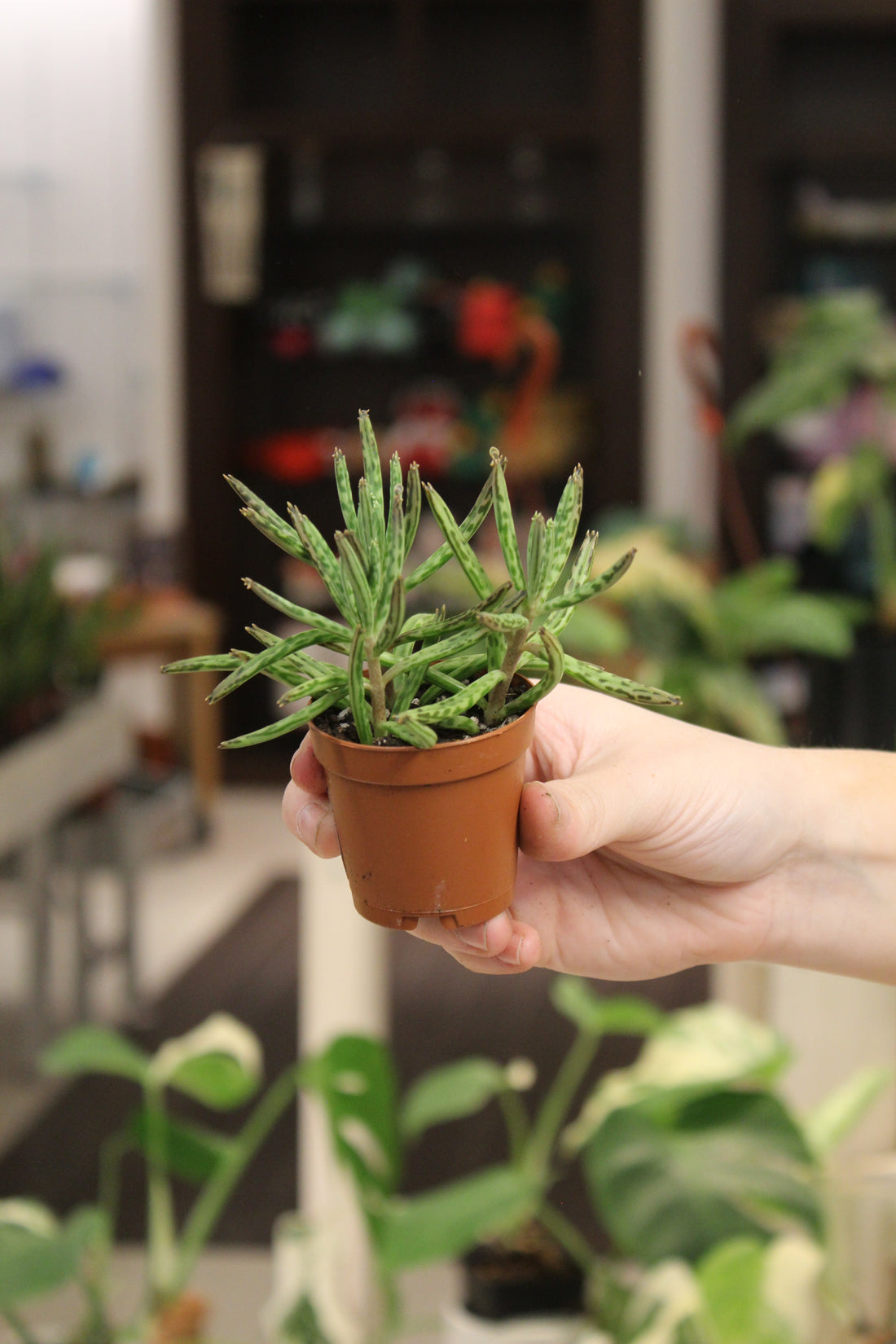 Kalanchoe Mother of Millions