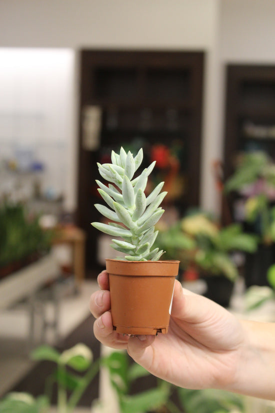 Sedum &