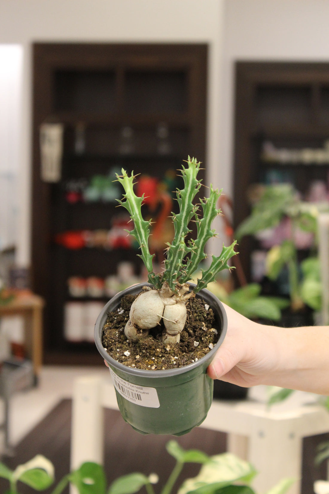 Euphorbia Knuthii