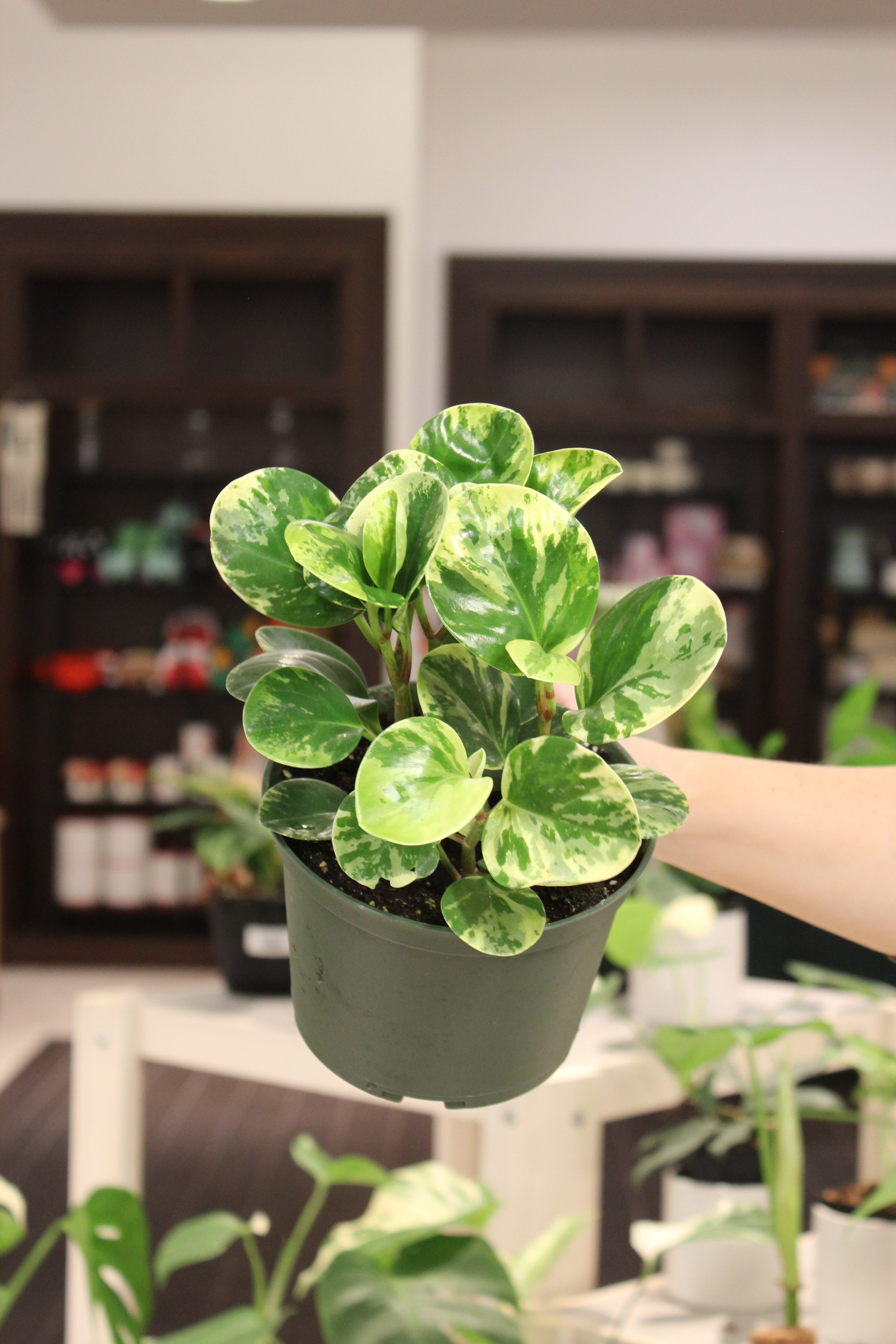 Peperomia Marble