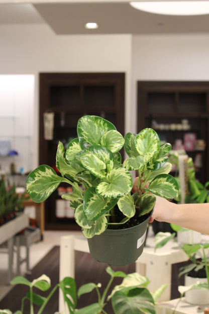 Peperomia Obtusifolia Golden Gate