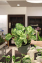 Peperomia Obtusifolia Golden Gate