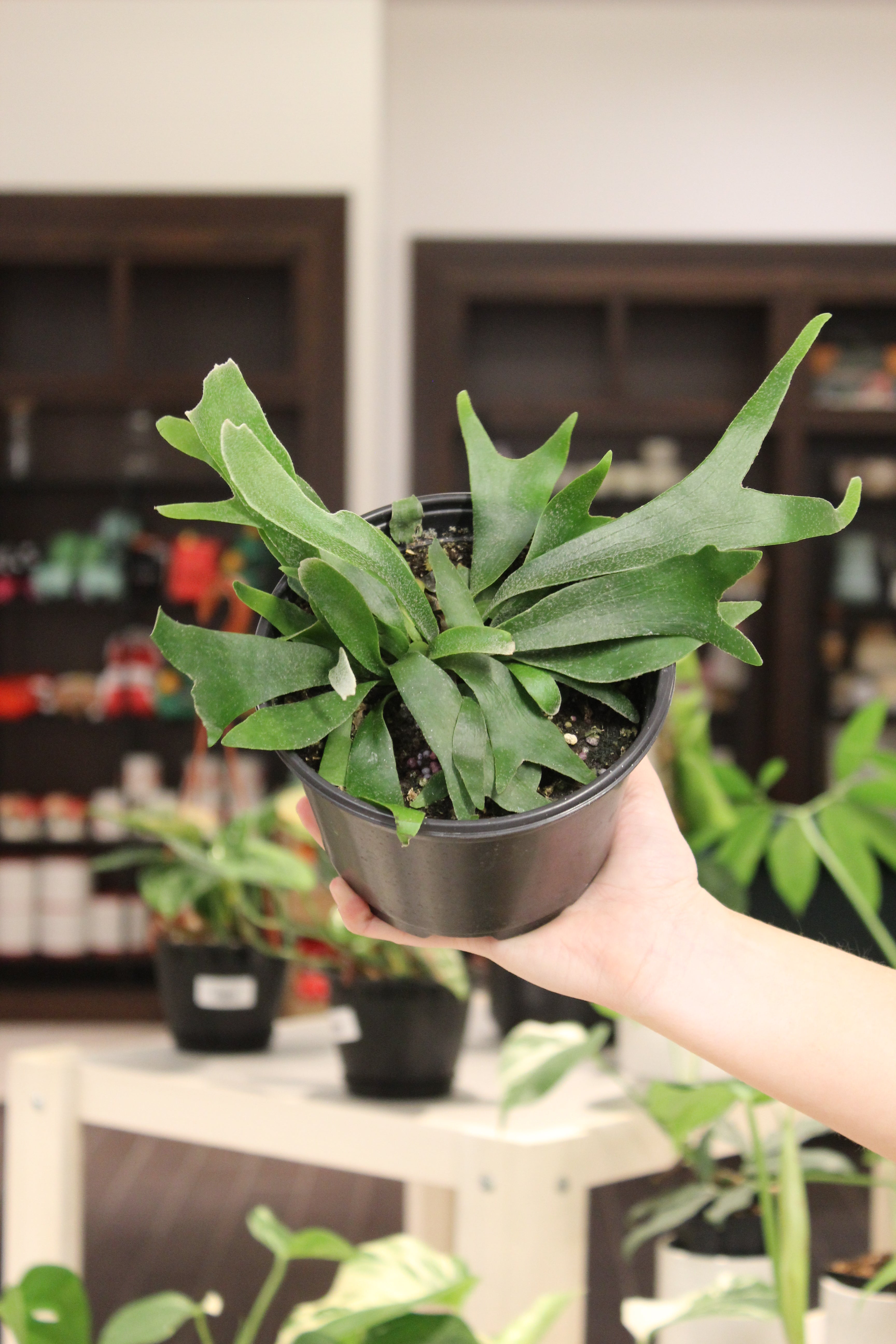 Staghorn &