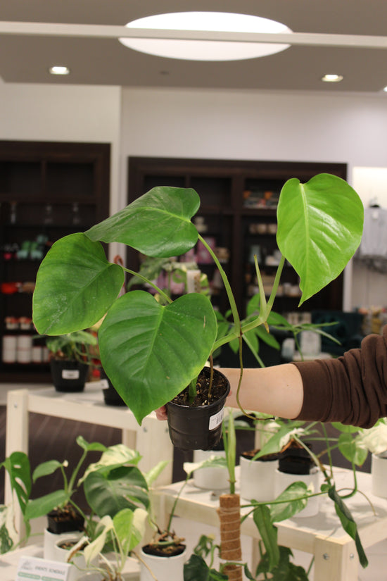Monstera Sierrana (Hawaiian Clone)