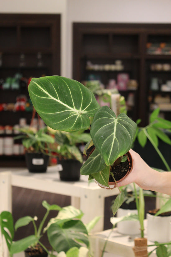 Philodendron Gloriosum