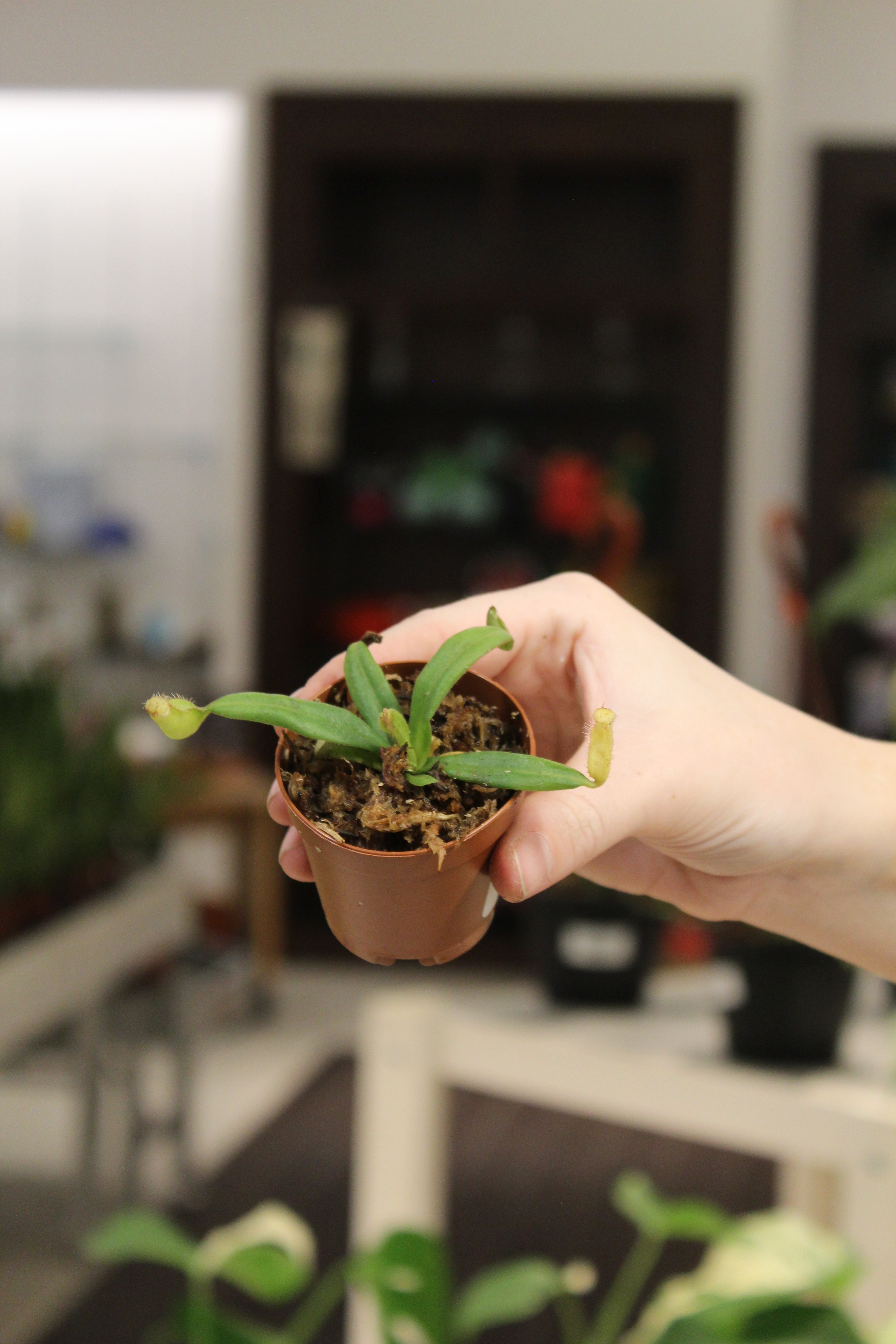 Nepenthes Albomarginata