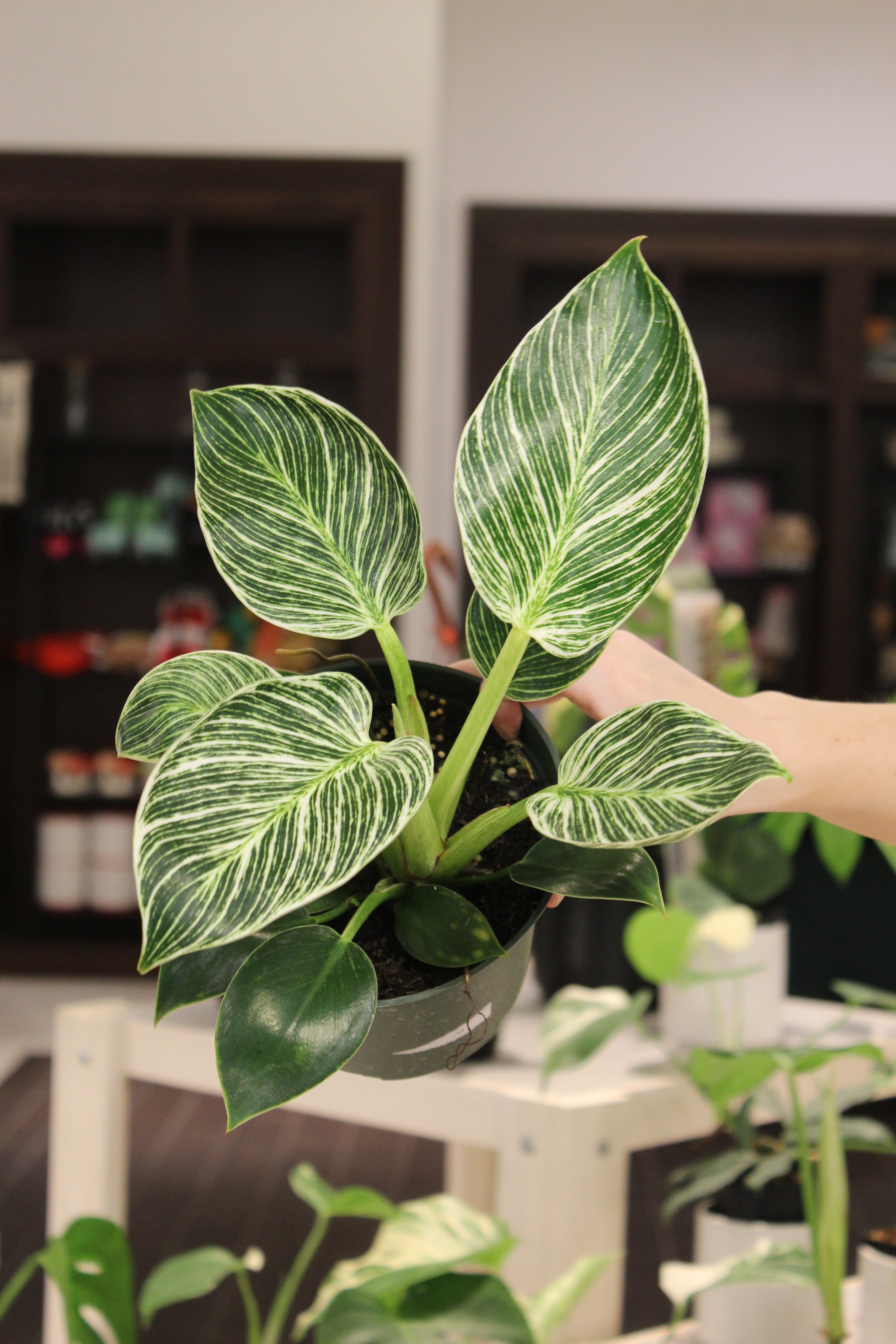 Philodendron Birkin