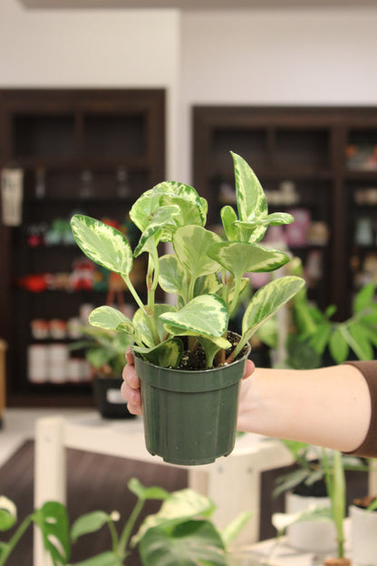 Peperomia Obtusifolia Golden Gate