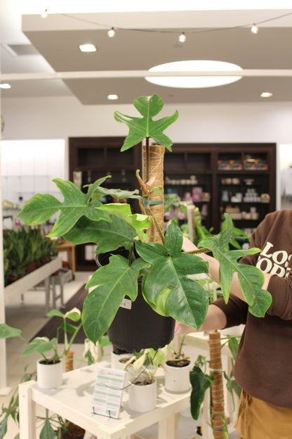 Philodendron Squamiferum