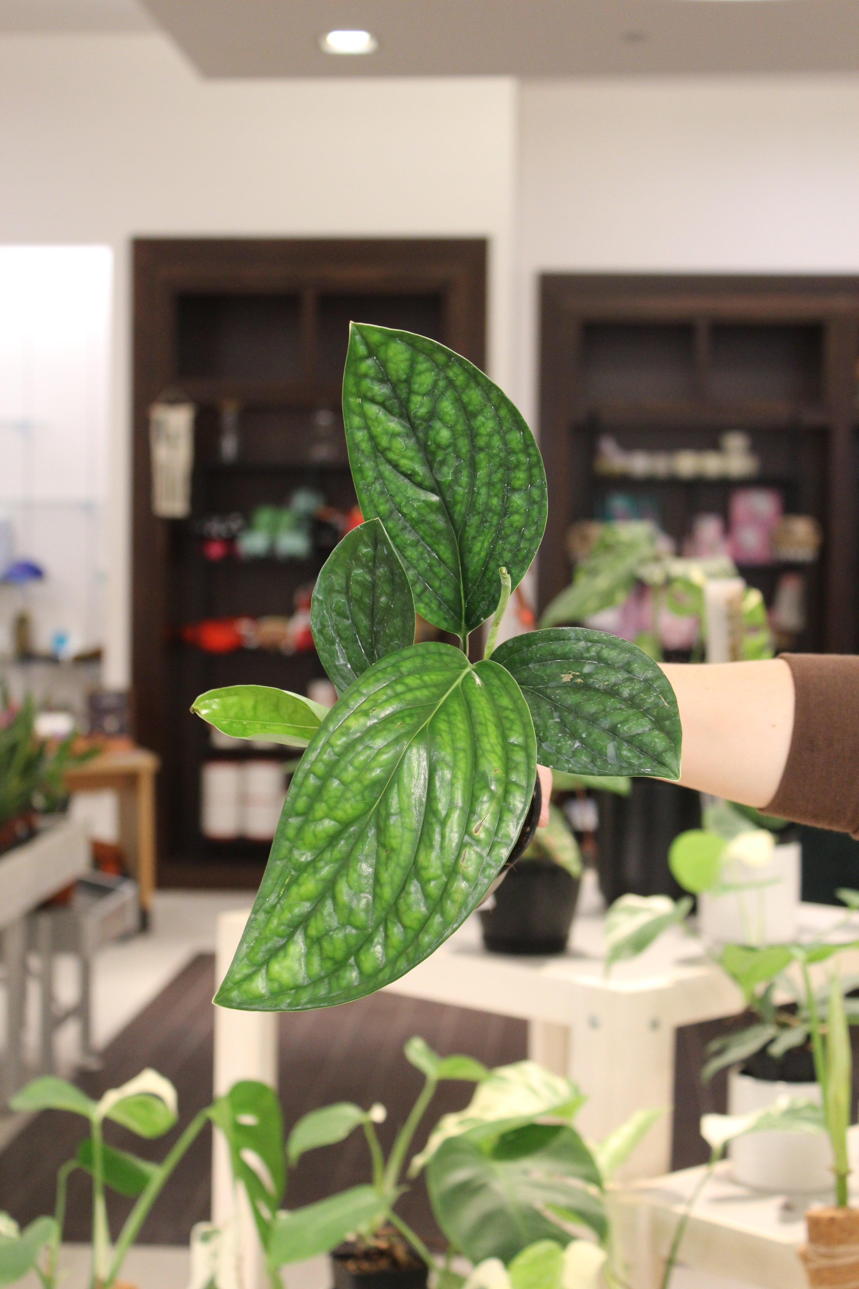 Monstera Peru