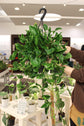 Shangri La Pothos