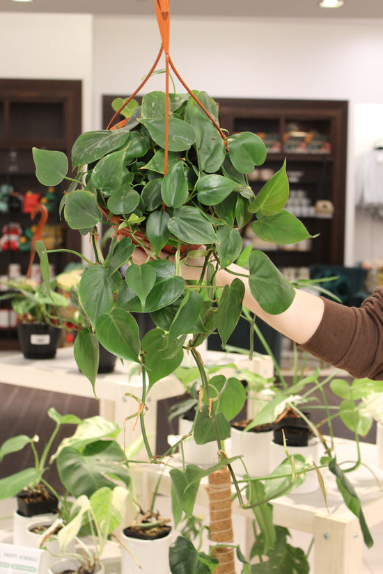 Philodendron Heartleaf