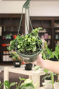 Hoya Compacta