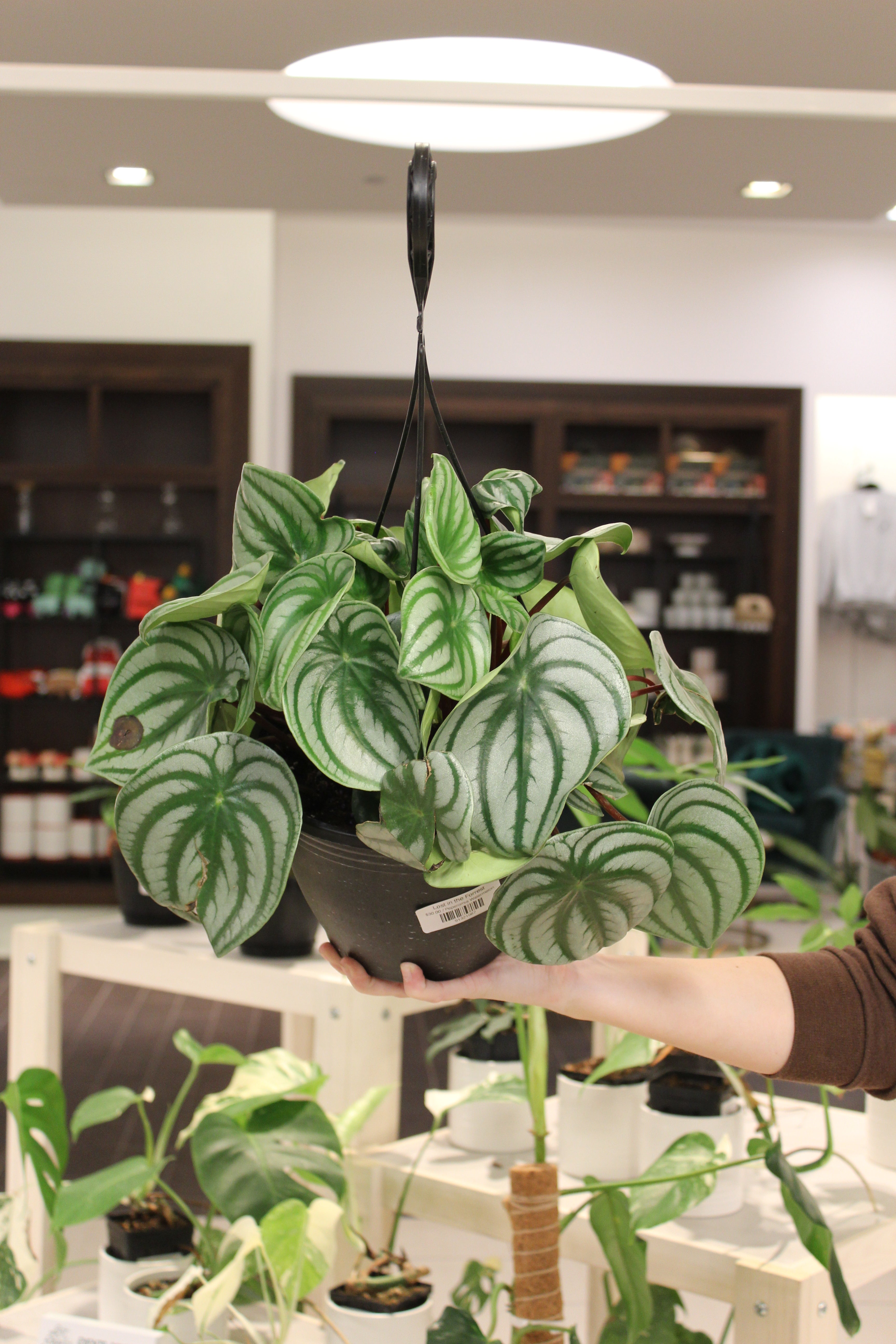 Peperomia Watermelon