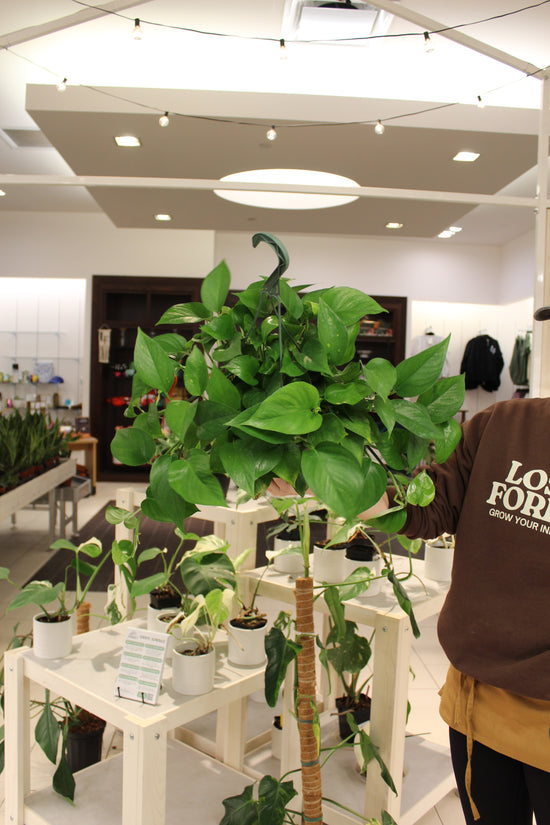 Jade Pothos