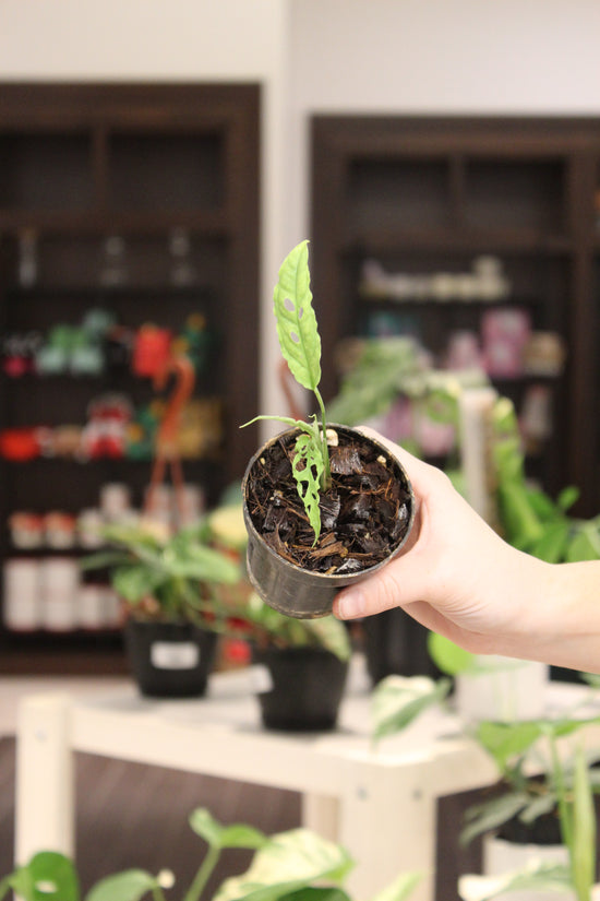 Monstera Obliqua Peru