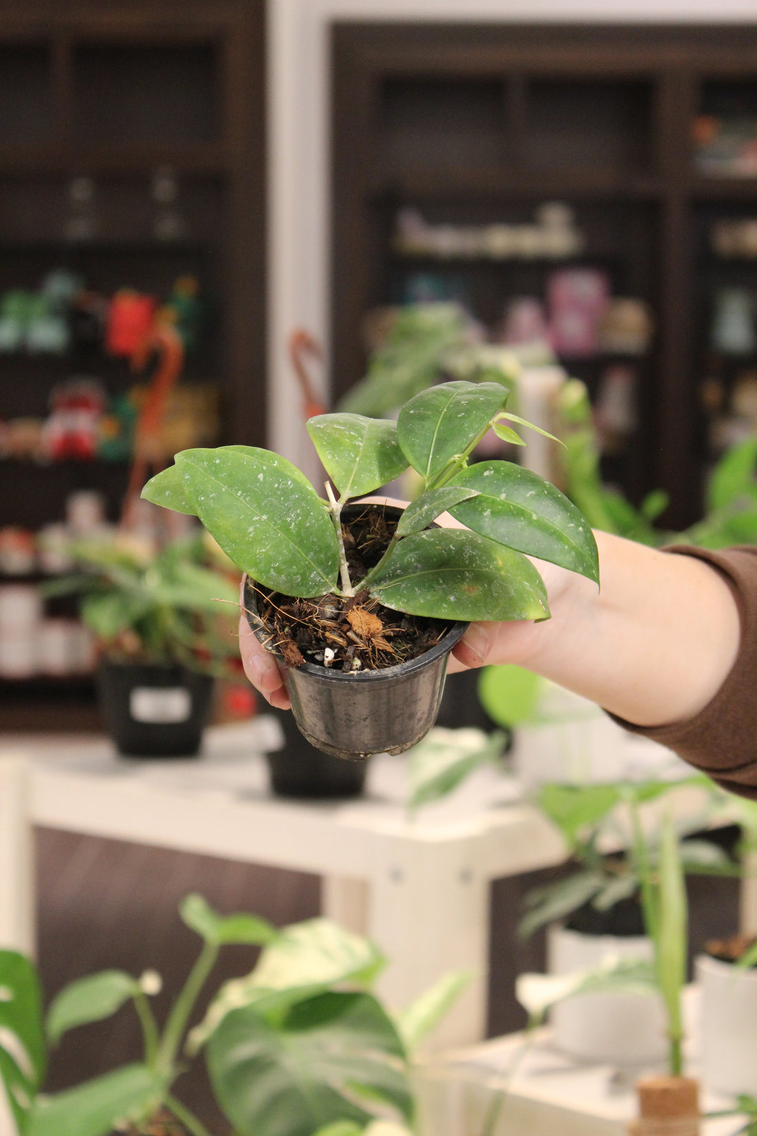 Hoya SP Garut West Java