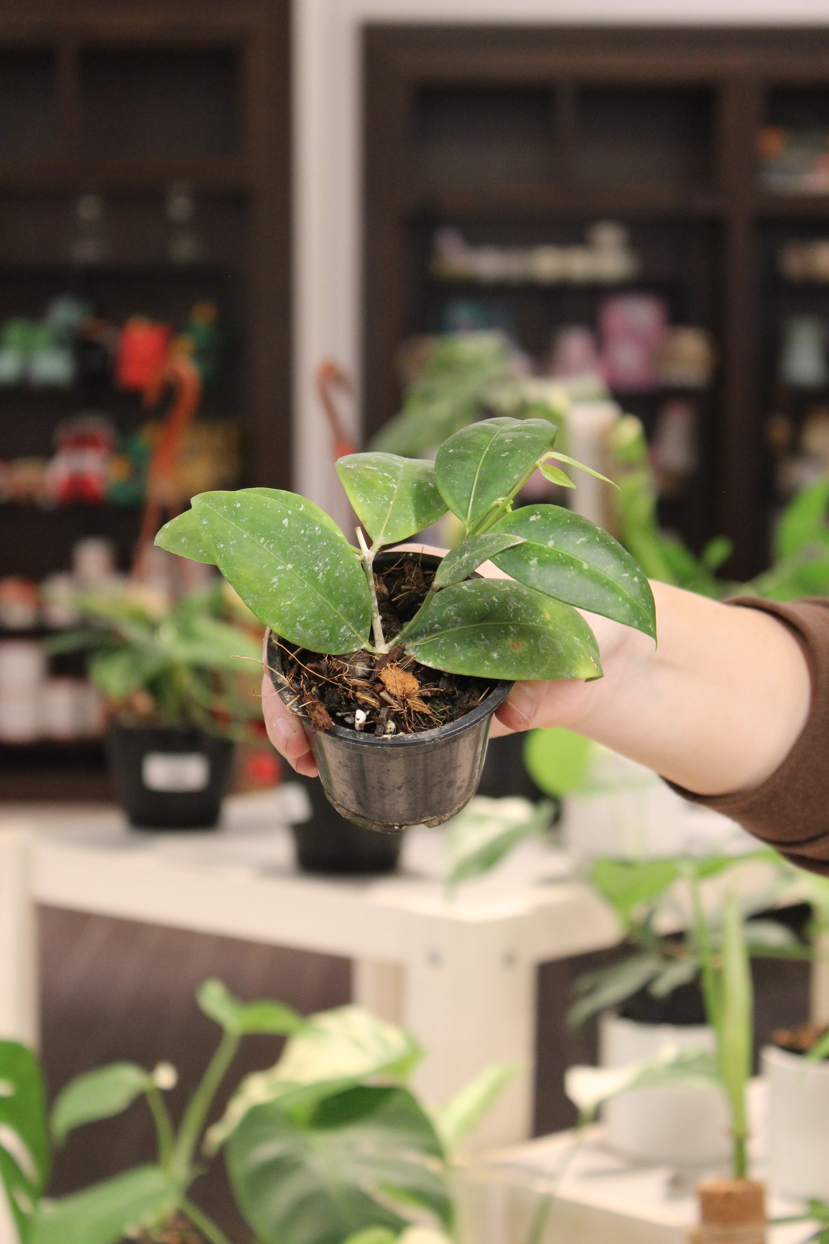 Hoya SP Garut West Java