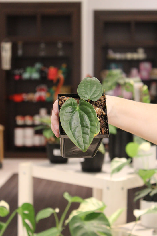 Anthurium Green Thin Regale x Luxurians Dark Form