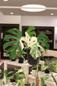 Monstera Albo