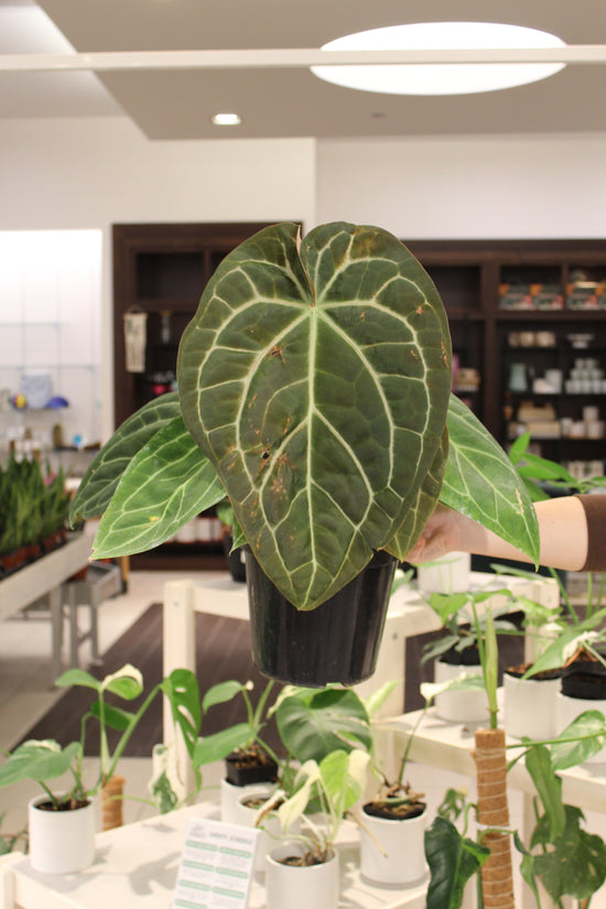 Anthurium &