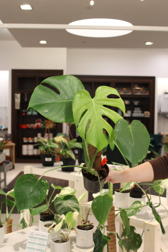 Mint Monstera Large Form