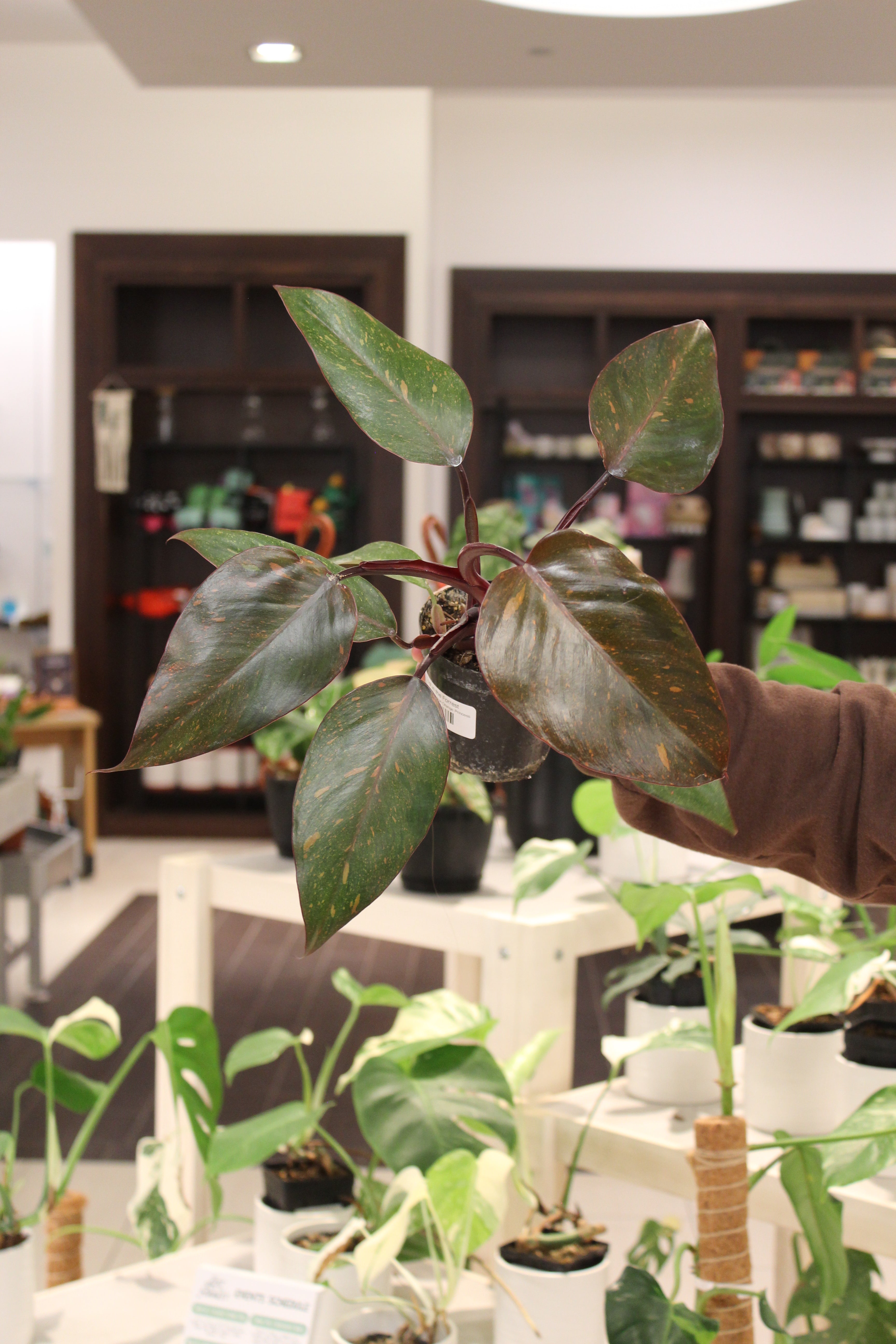 Philodendron Orange Princess