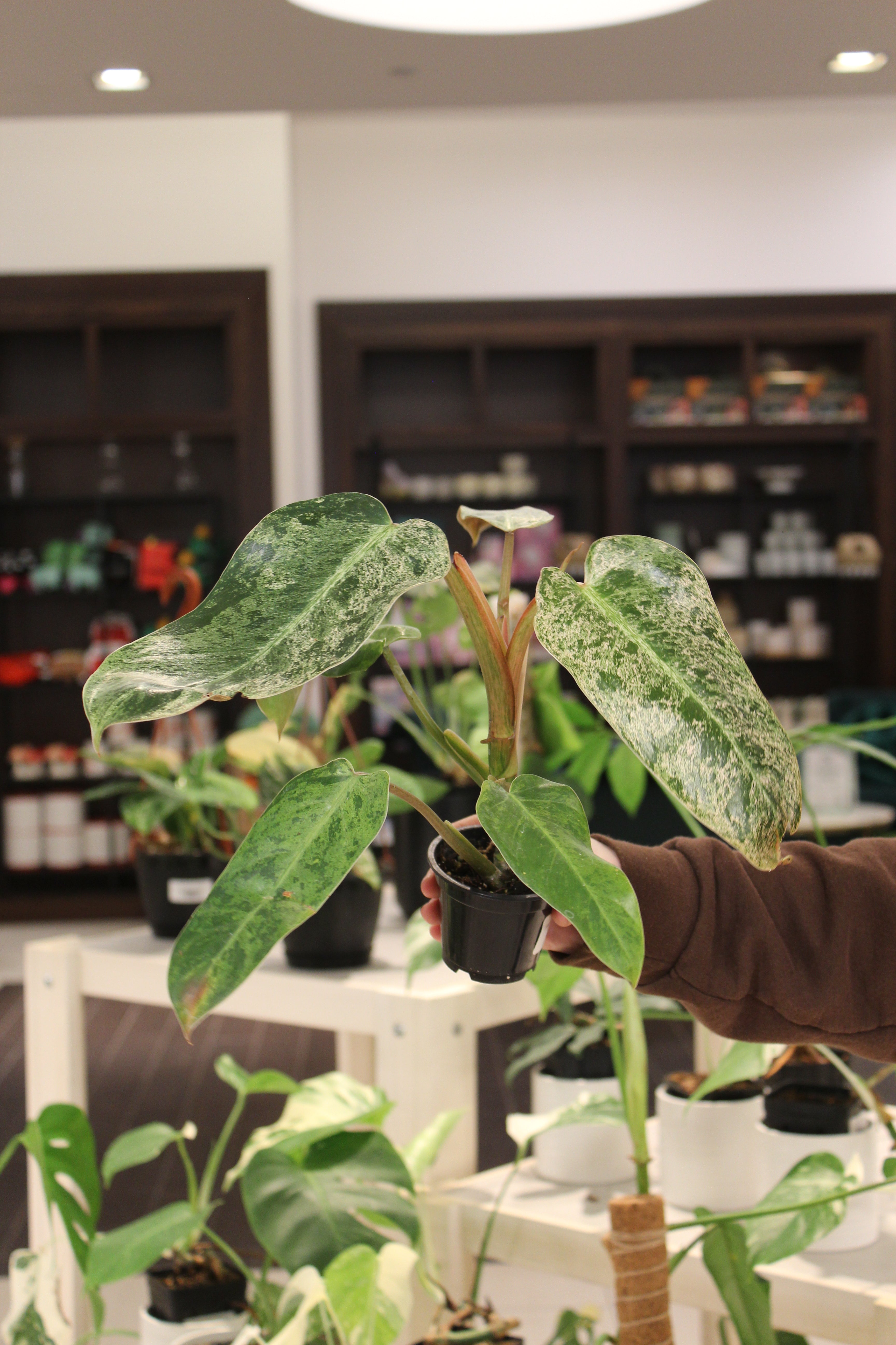 Philodendron Whipple Way Mint