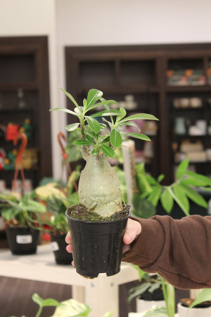 Desert Rose