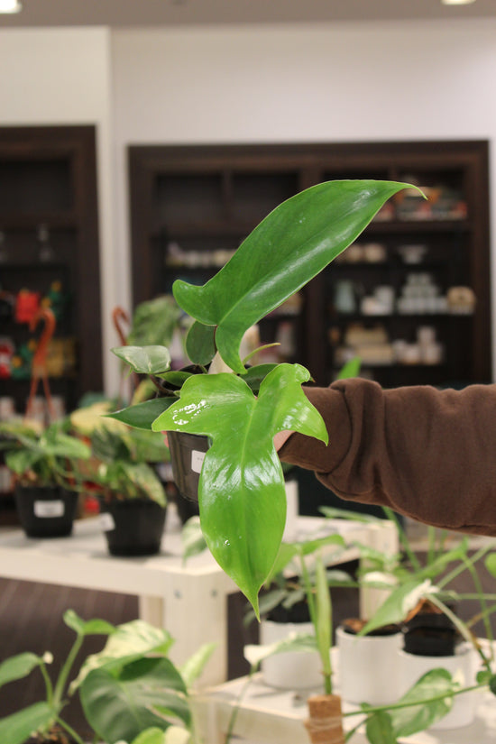Philodendron Florida Green