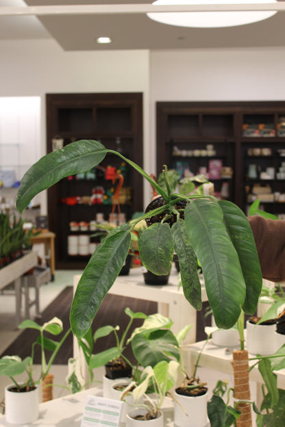 Epipremnum Giganteum Variegated