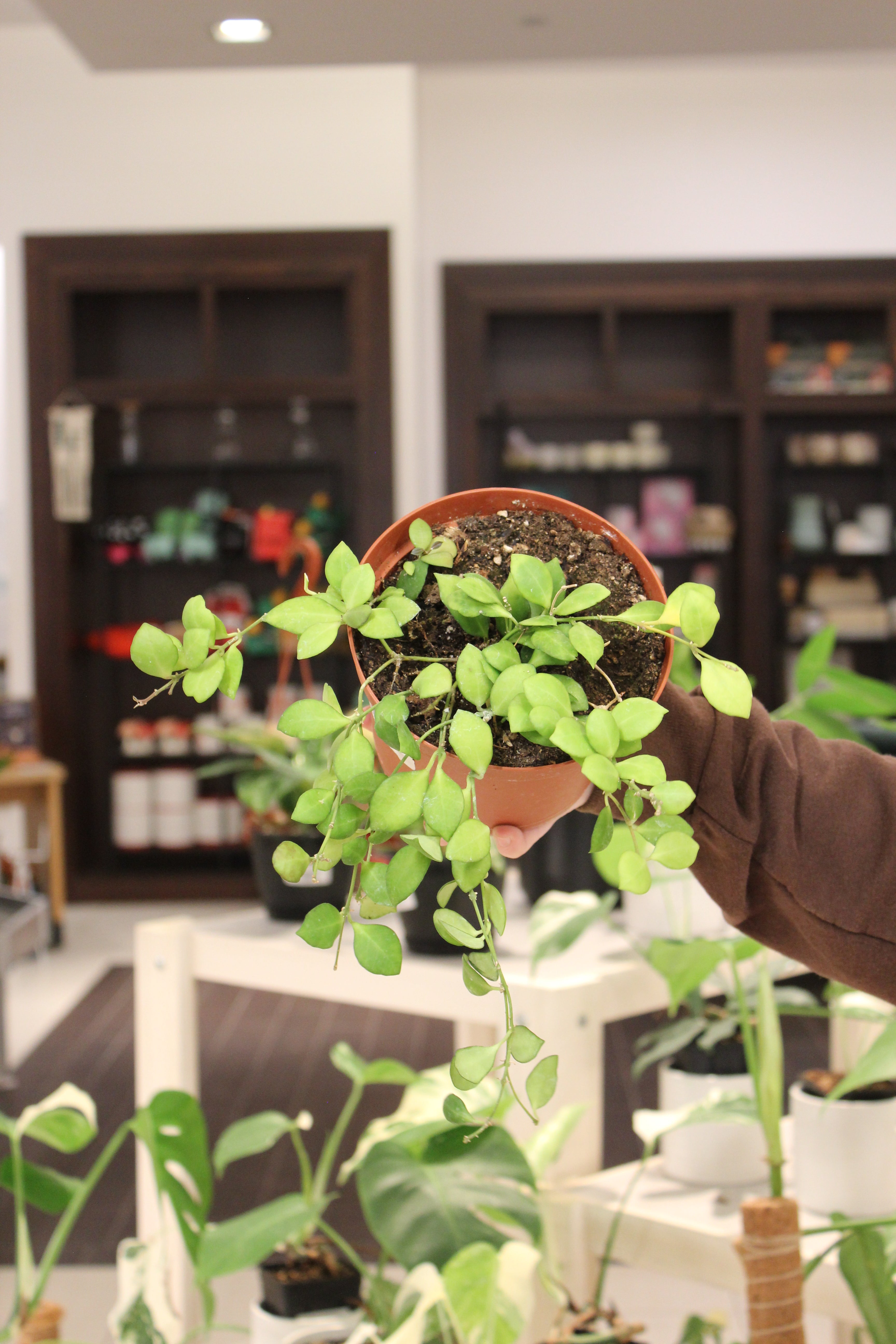 Hoya Heuschkeliana Green