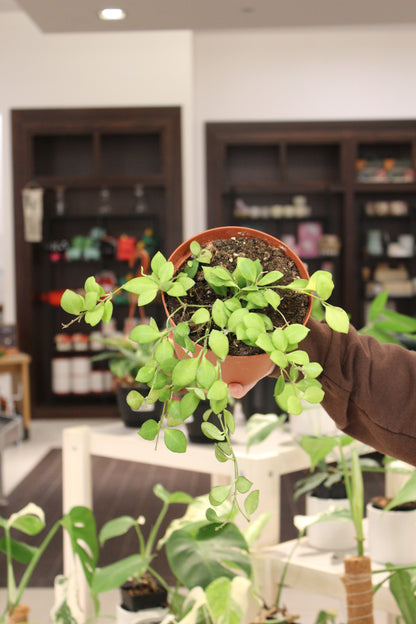 Hoya Heuschkeliana Green