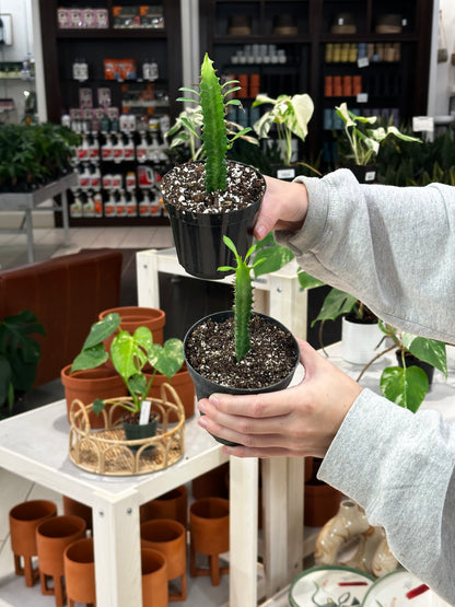 Euphorbia Trigona Green