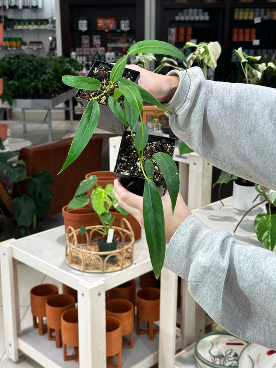 Anthurium Wendlingeri Narrow