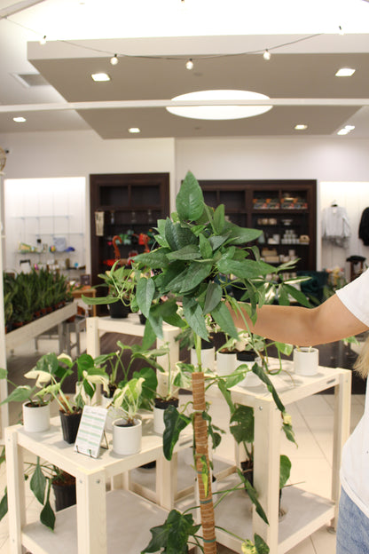 Cebu Blue Pothos