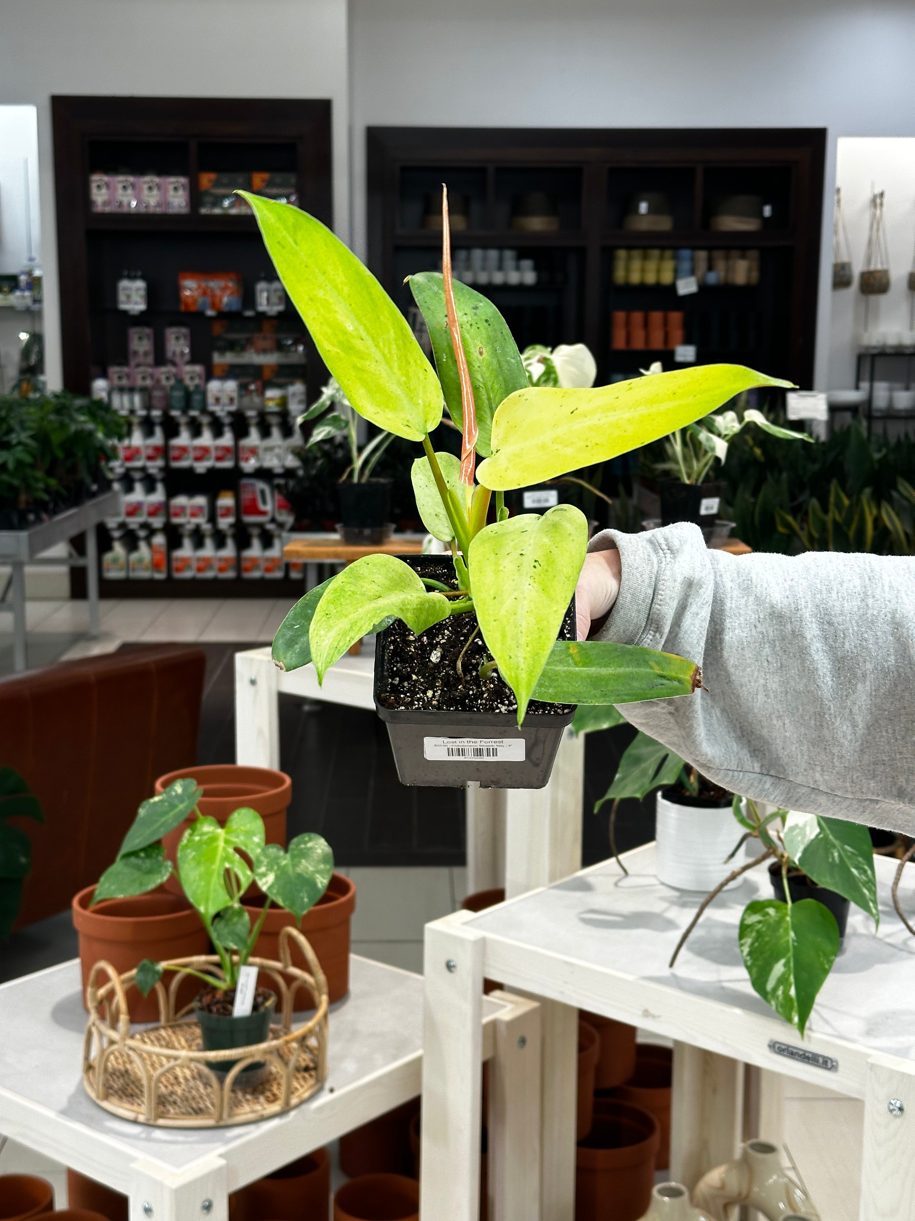 Philodendron Whipple Way – Lost in the Forrest